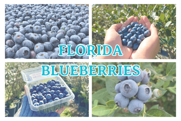 Image link: Florida Blueberries