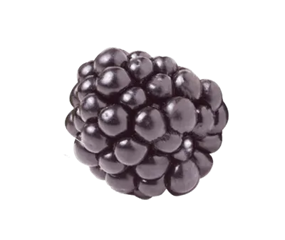 Blackberry fruit image link
