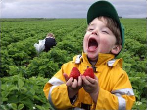 Loving Strawberries