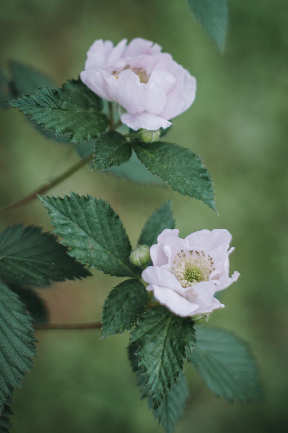 June Boom Close Up Wish Farms Southeast US Blackberries