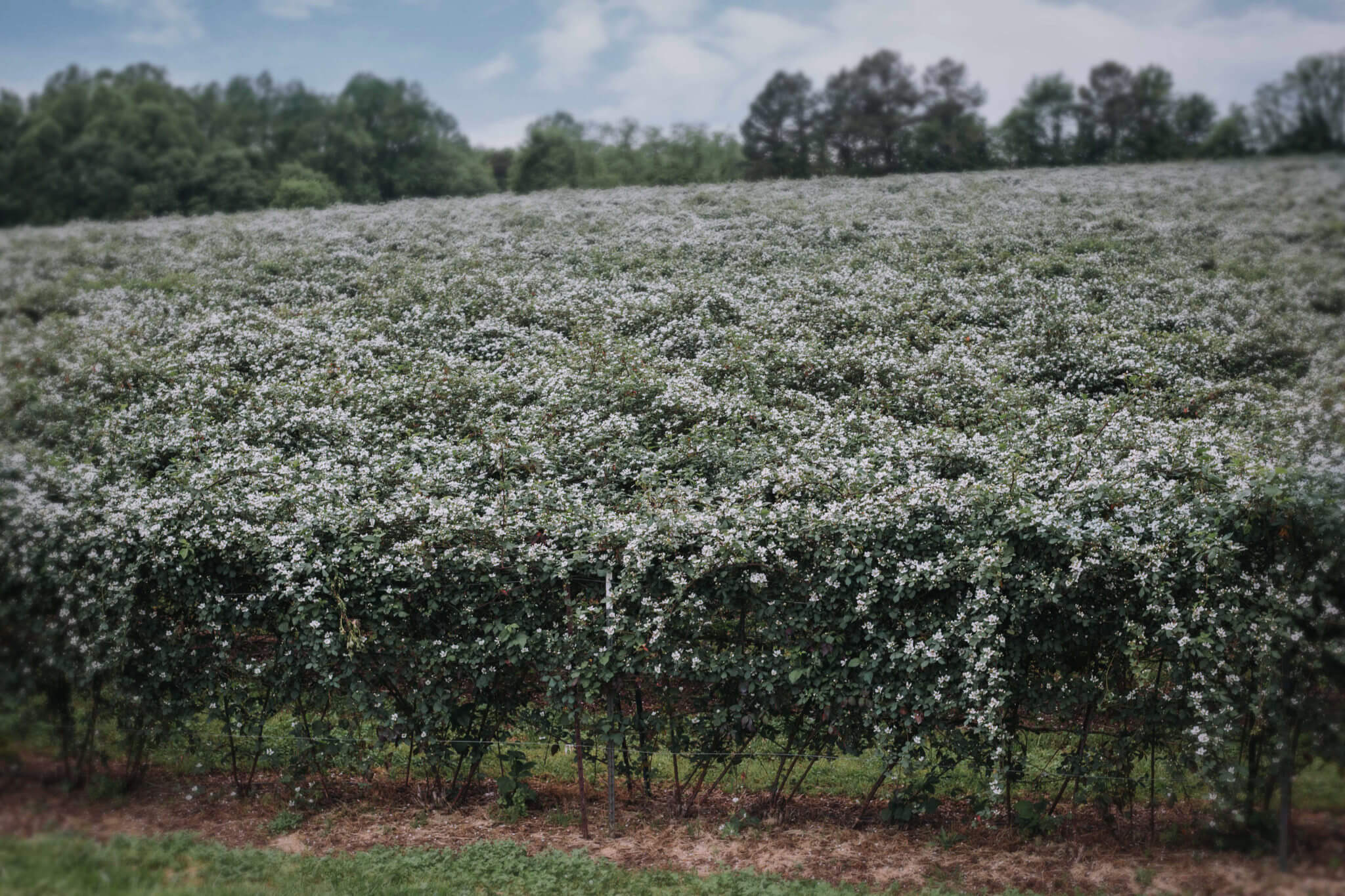 Wish Farms Southeast US Blackberries Grower