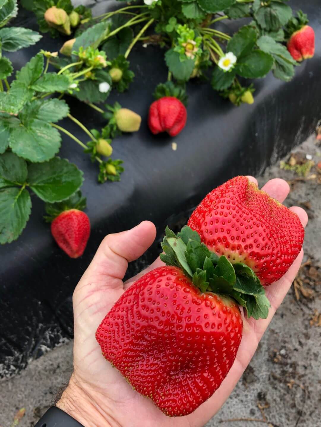 Giant Strawberries Mega Berry Wish Farms
