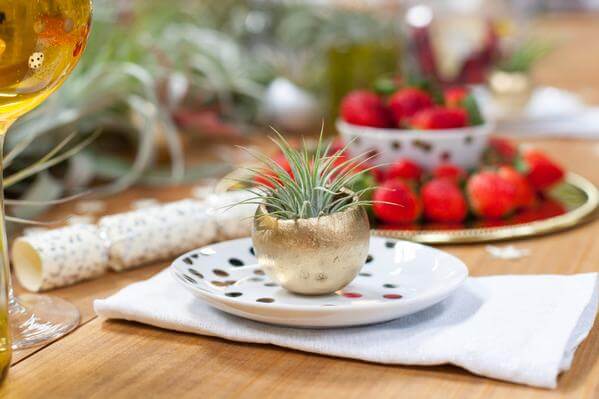 Air Plant Party with Wish Farms Strawberries