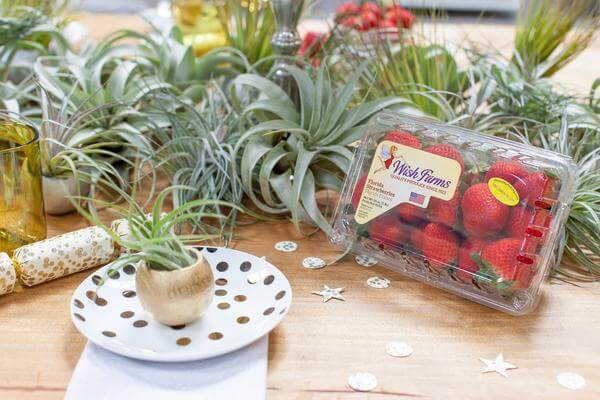 Air Plant Wish Farms Party