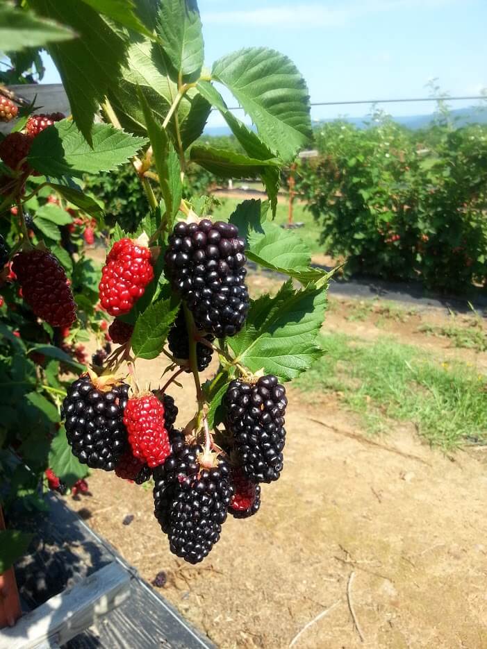 Blackberry benefits | Florida Blackberry Grower Wish Farms