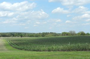 Spring Valley Farms in Umatilla, FL (Florida Blueberry Grower for Wish Farms) #wishfarms