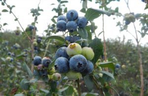 Spring Valley Farms in Umatilla, FL (Florida Blueberry Grower for Wish Farms) #wishfarms