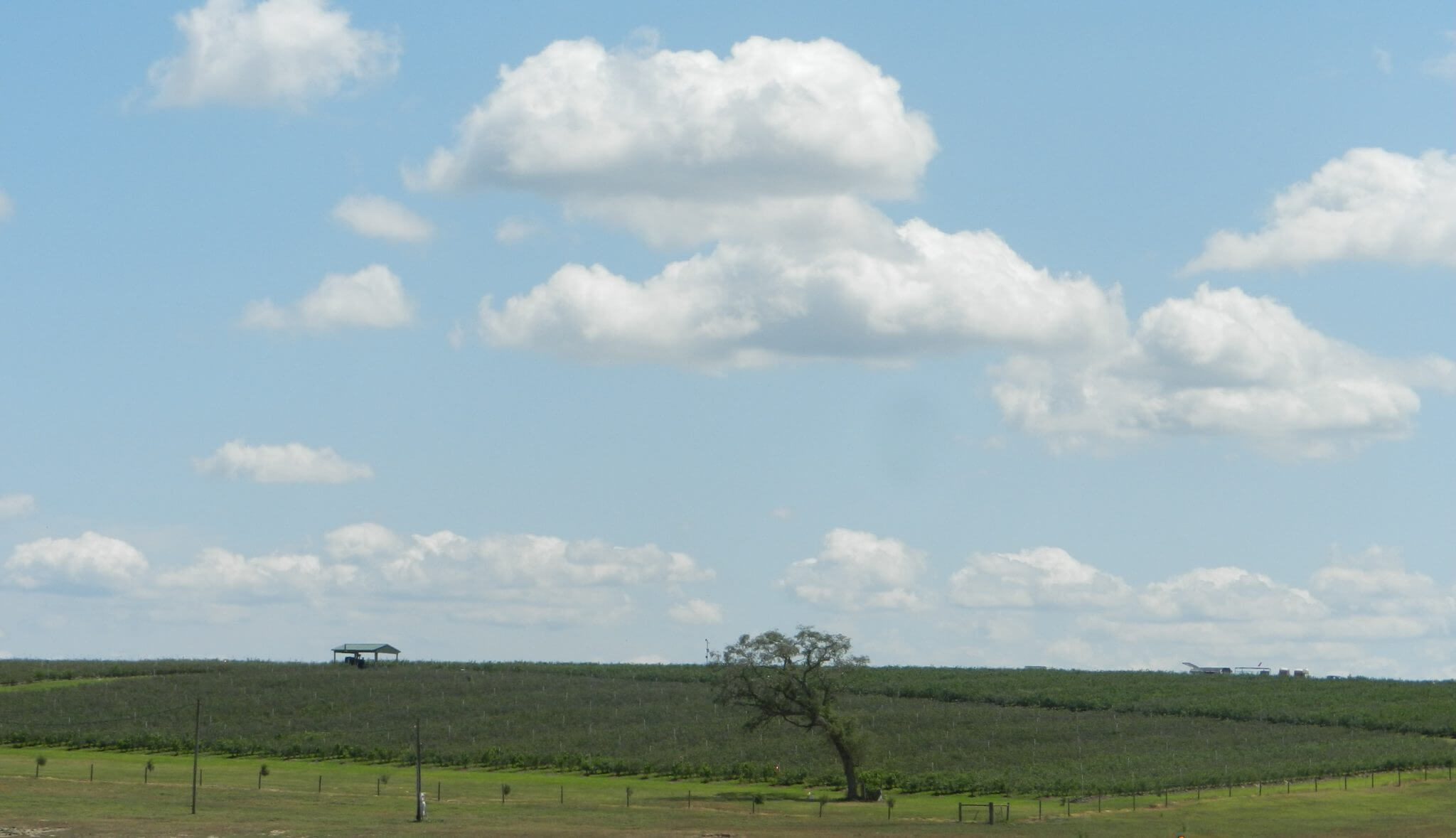 Spring Valley Farms in Umatilla, FL (A Wish Farms Blueberry Grower) #wishfarms Spring Valley Farms in Umatilla, FL (A Wish Farms Blueberry Grower) #wishfarms