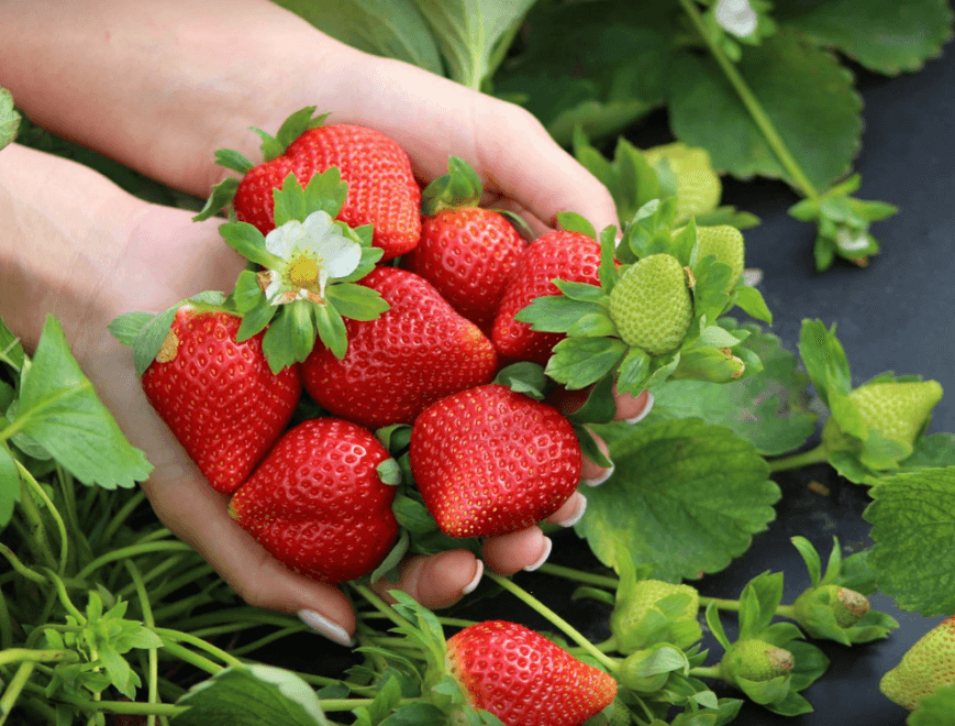 Summertime Berries