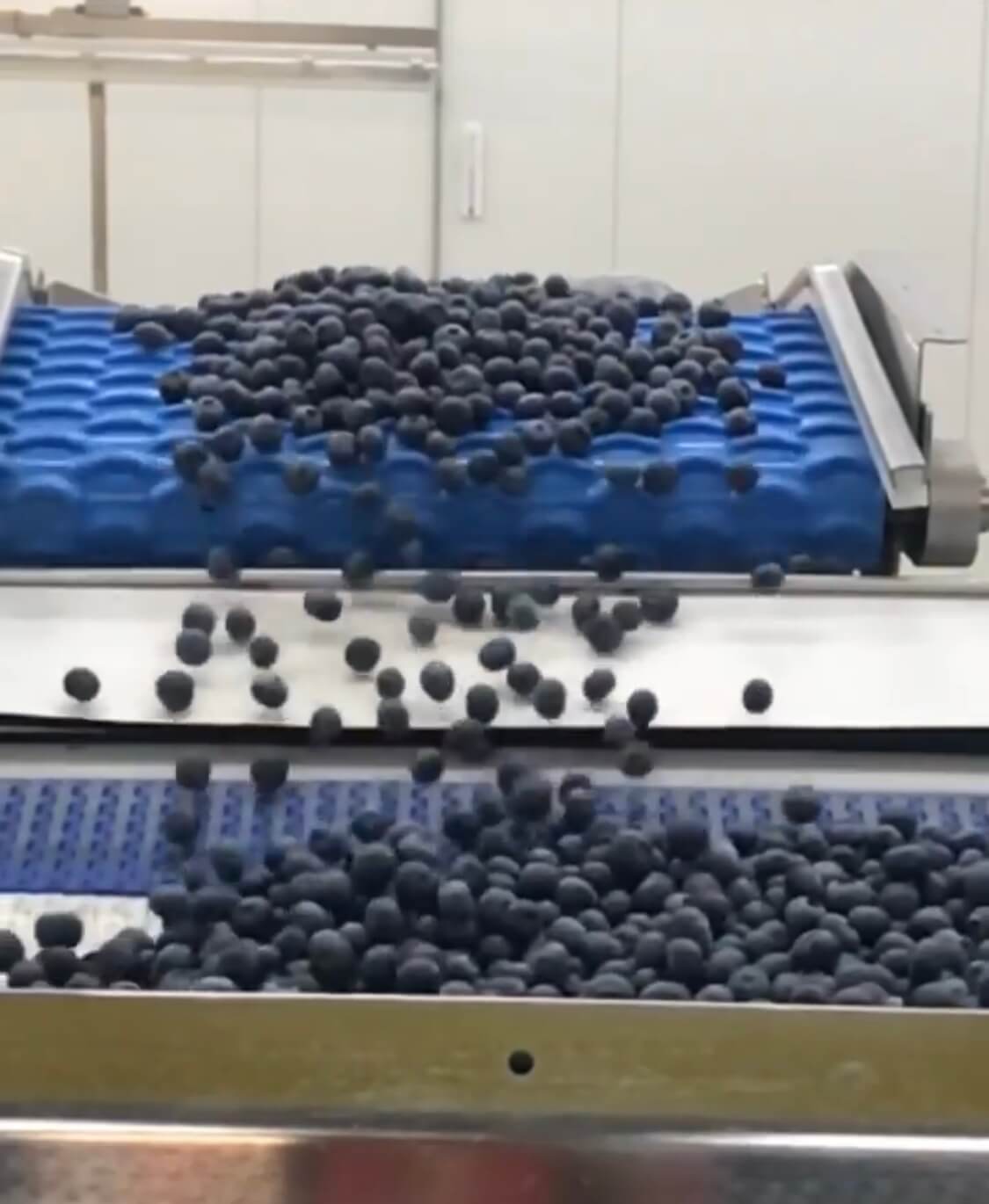 Wish Farms Florida Blueberries Harvesting