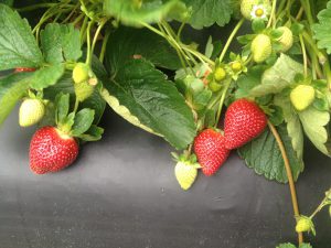 @wishfarms #strawberry #plant