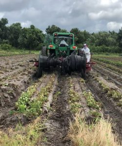 Florida Strawberry Season Wish Farms Plant City