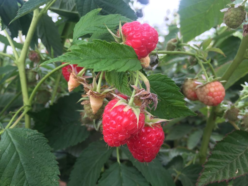 Close Up Wish Farms Raspberries US Grown Produce