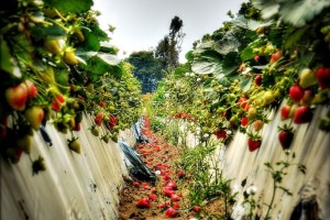 Strawberry-Field Strawberry-Field