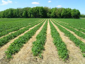 Strawberry-Fields Strawberry-Fields