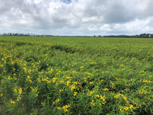 Yellow Sun Hemp Blooms FL Strawberry Off Season