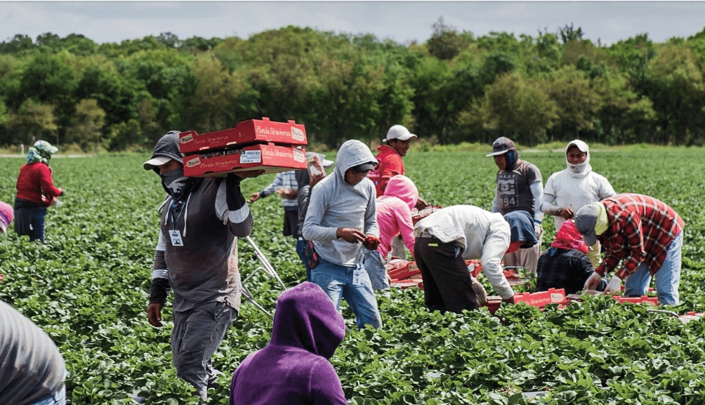 Harvest Croo Robot Farmers The New Yorker Article