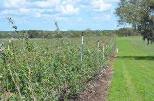 Wish Valley blueberry fields in Umatilla, FL