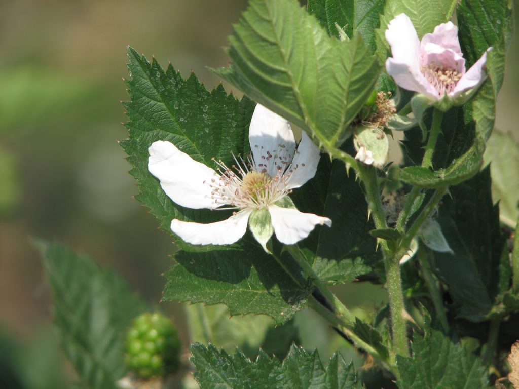 Blackberry Plant | Blackberry Health Benefits