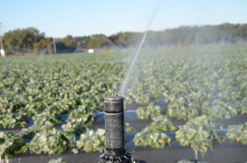 Freezing florida strawberries through overhead irrigation