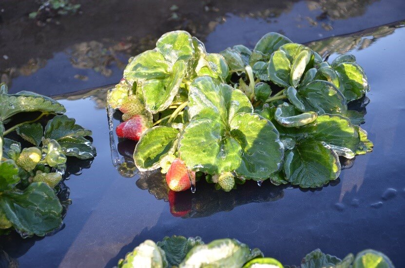 Freezing florida strawberries