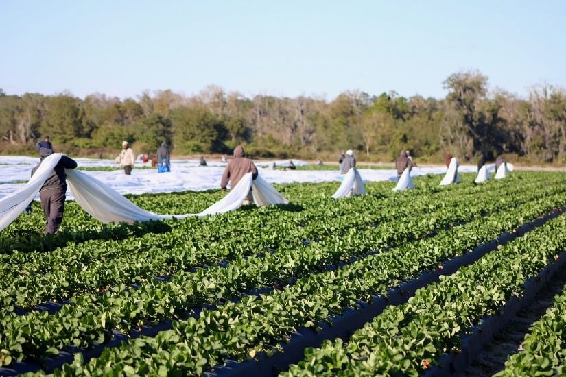 Florida strawberry growers preparing for cold temperatures