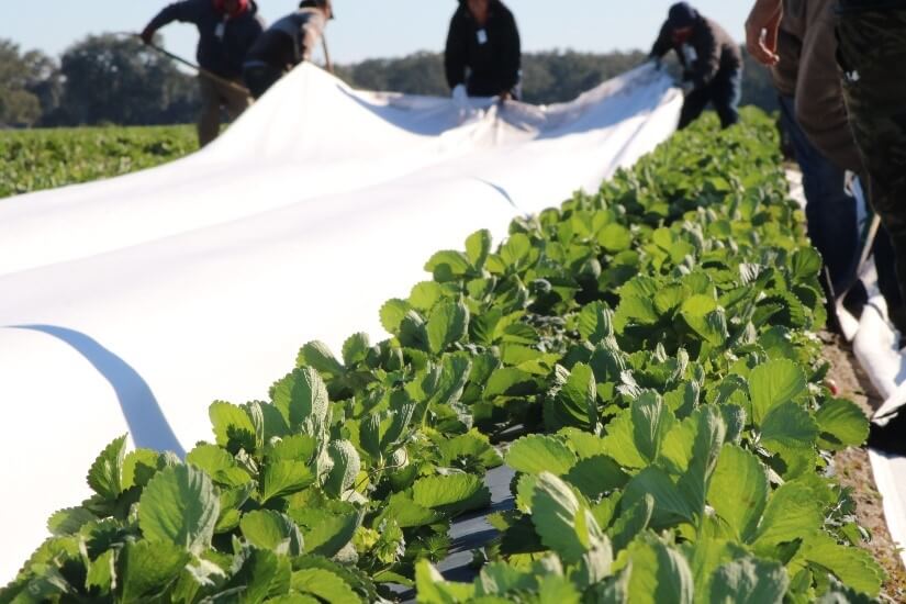 Florida strawberry growers in the cold