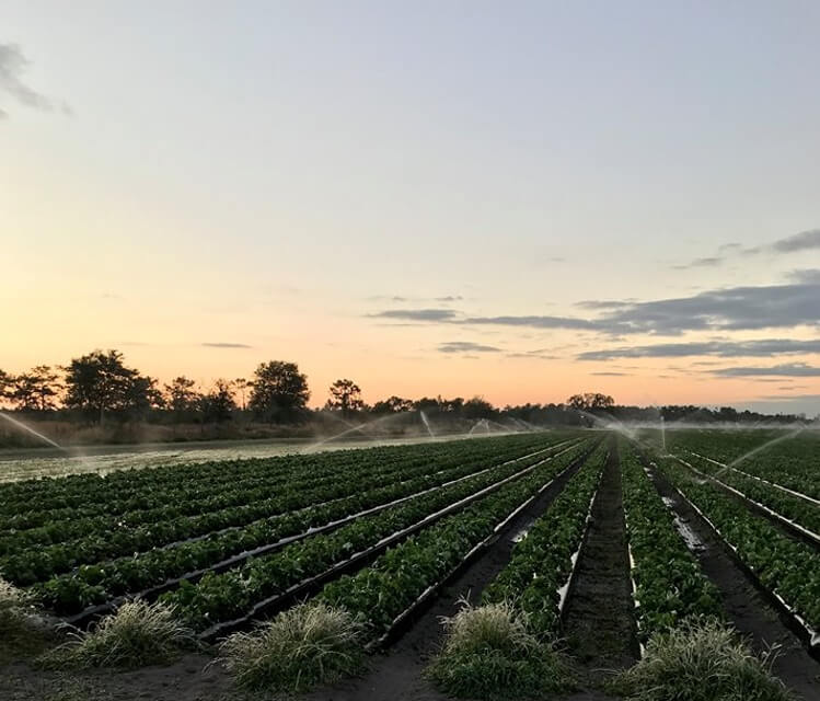 Florida strawberry farm