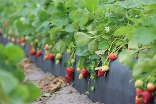 Florida strawberry farm