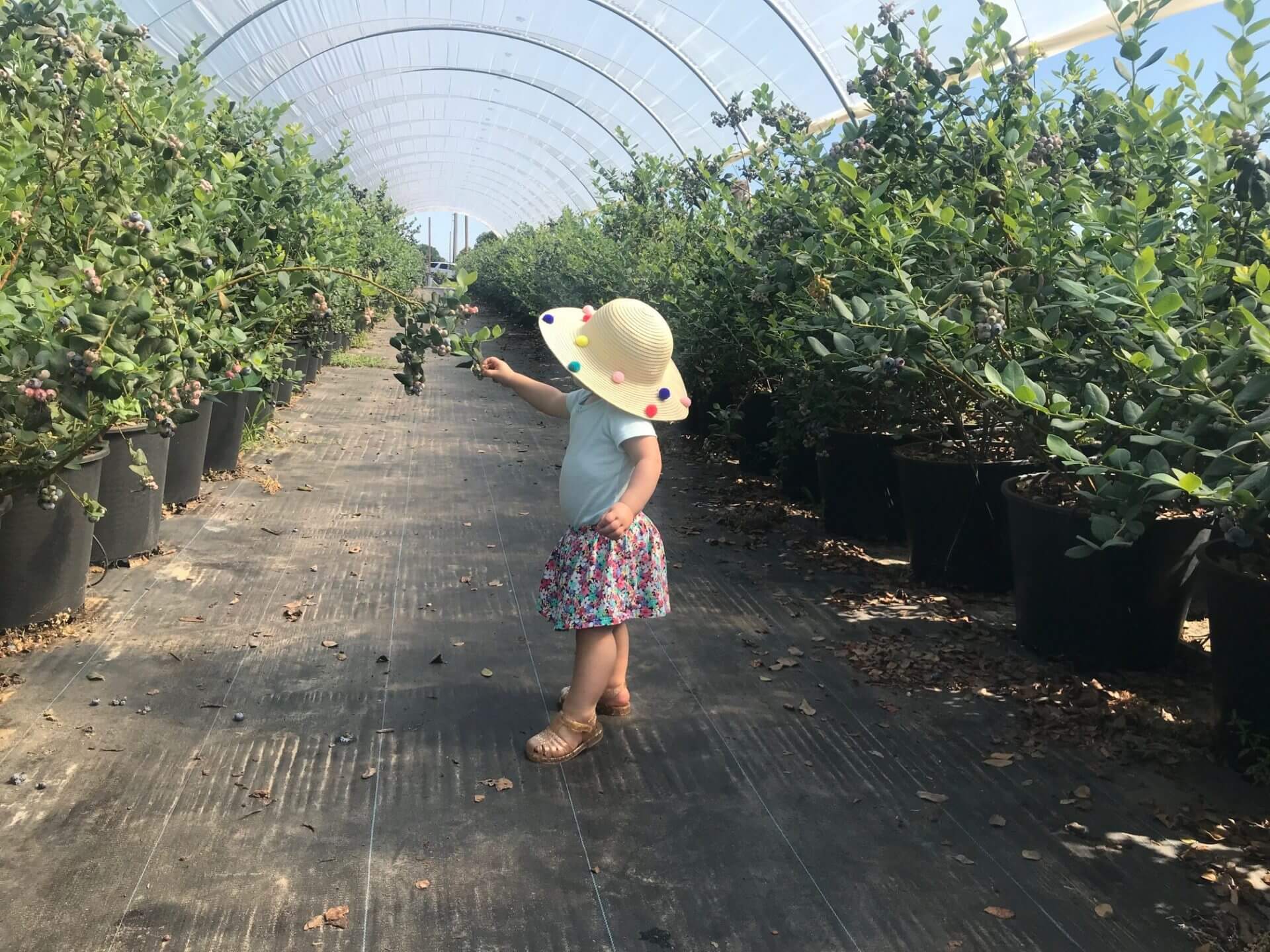 Wish Farms Florida Blueberry U Pick Plant City FL