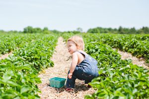 Strawberry Picking