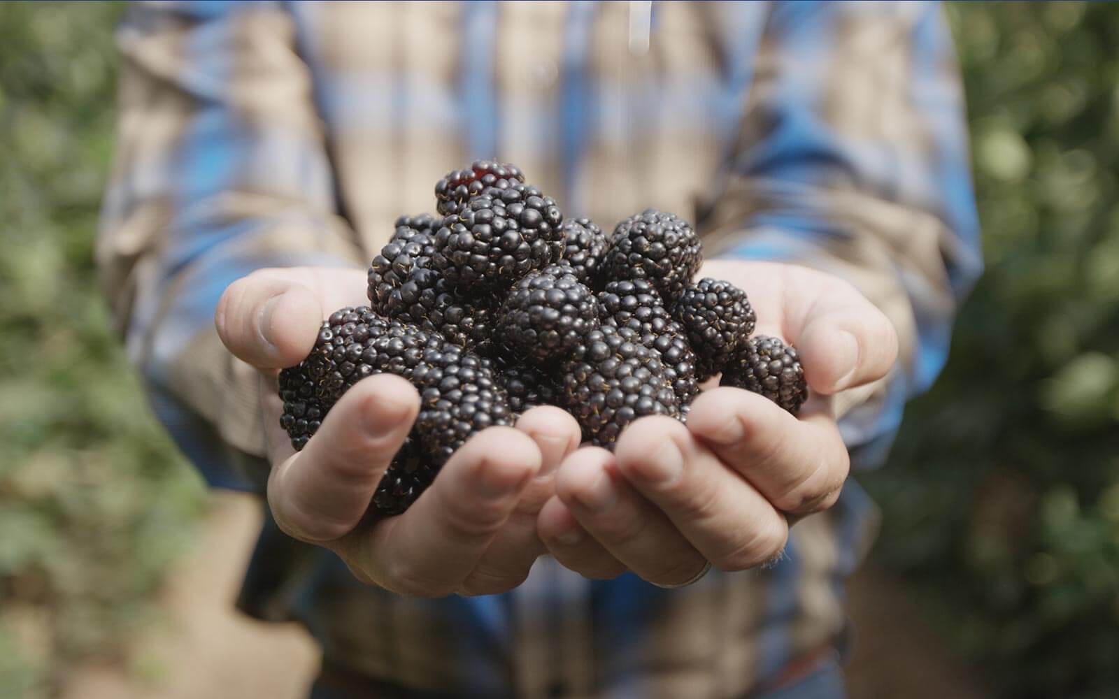 How to Make your Blackberries Last Longer Wish Farms