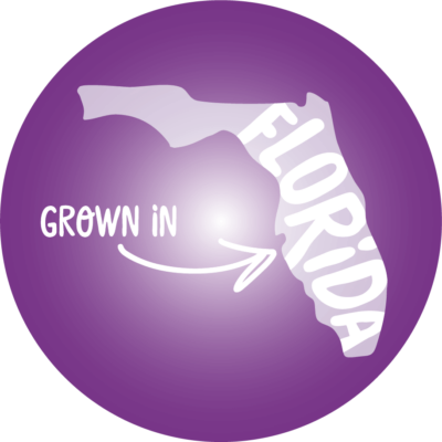 PinkABoo_FL_Purple PinkABoo_FL_Purple