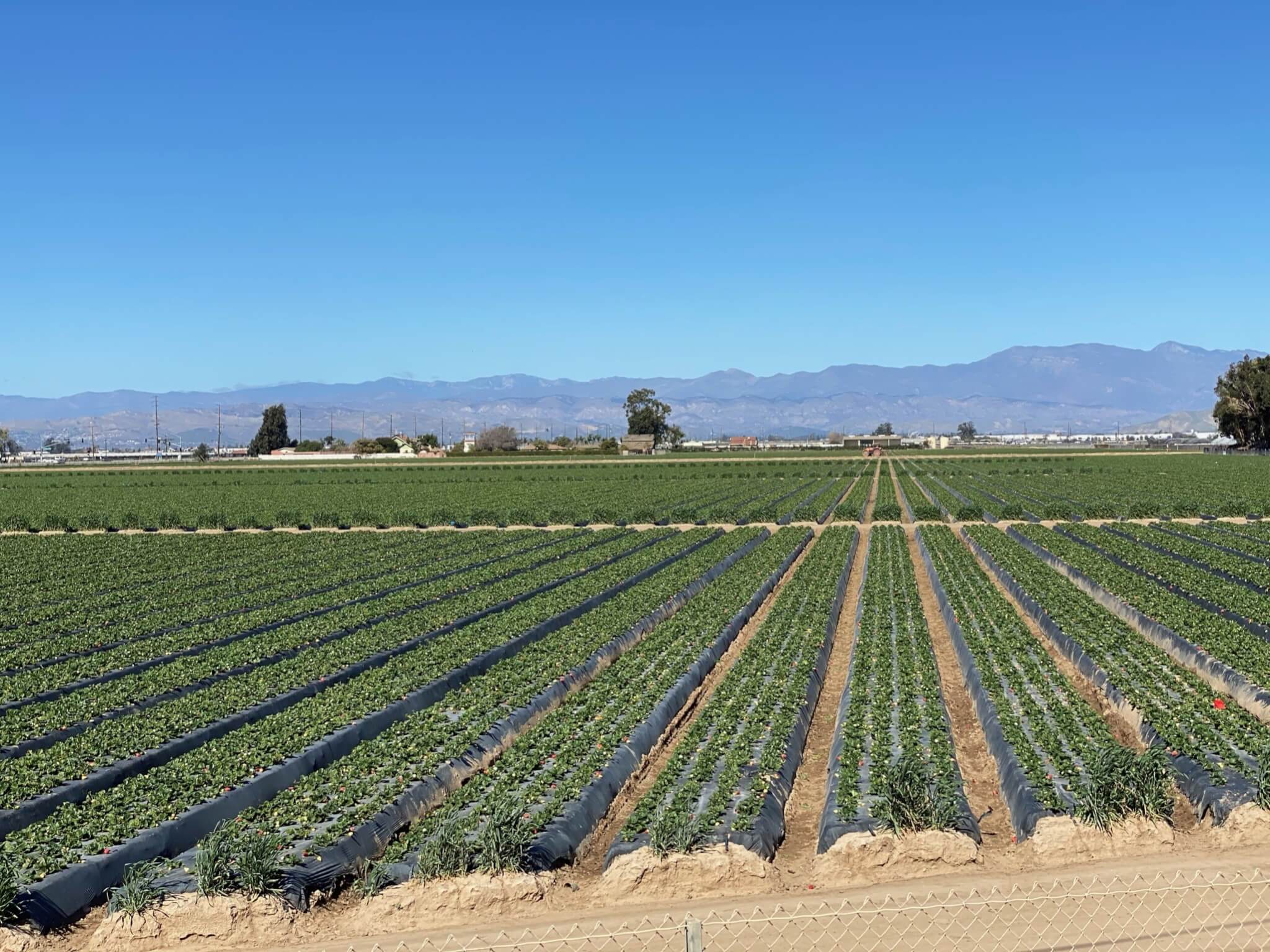 Wish Farms Expands Operation to Oxnard Wish Farms