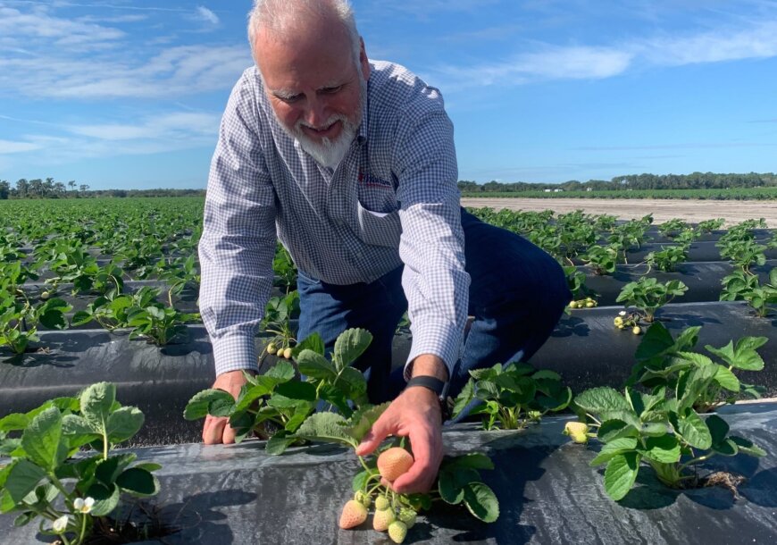 Wish Farms Pineberry Grower