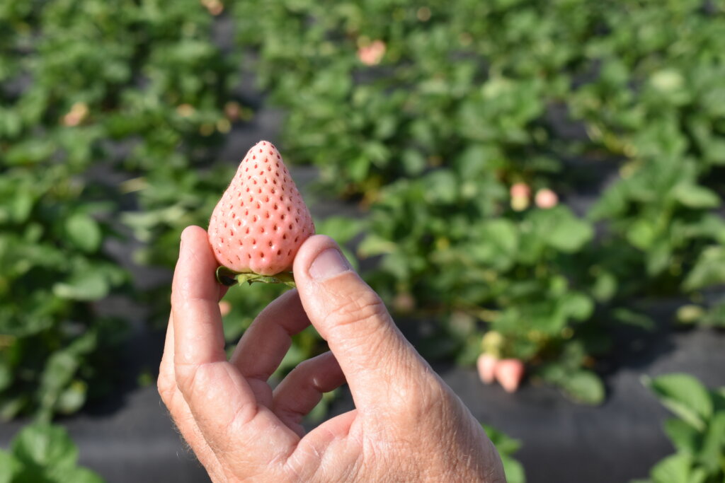 Wish Farms Expects Strong California Supply of Pink-A-Boo® Pineberries