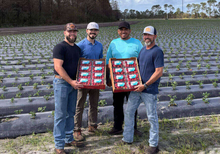 Wish Farms Harvests the First Strawberry Flat in Florida